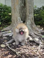 Miss Sunshine , a female Pomeranian for sale in Tampa, FL – 4 of 9