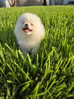 Biscotti, a male Pomeranian for sale in Tampa, FL – 5 of 9