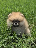 Miss Sunshine , a female Pomeranian for sale in Tampa, FL – 6 of 9