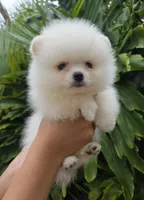Mochi , a male Pomeranian for sale in Tampa, FL – 3 of 7