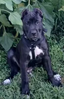 Nava, a female Perro de Presa Canario for sale in Thomasboro, IL – 2 of 3