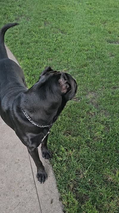 Nava, a female Perro de Presa Canario for sale in Thomasboro, IL – 3 of 3