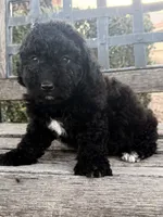 Ceaser , a male Cavapoo and Poodle - Miniature  for sale in Scottsdale, AZ – 5 of 5