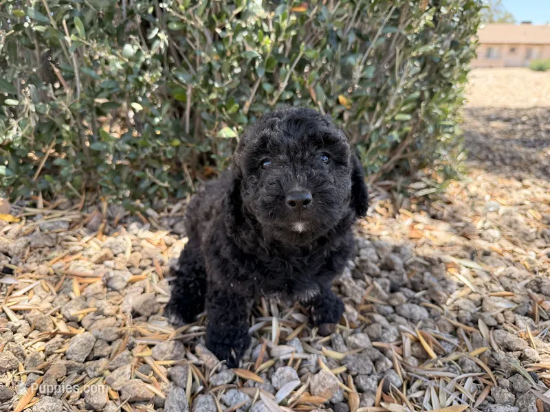 Harriet  – Cavapoo, Poodle - Miniature  puppy for sale in Scottsdale, AZ