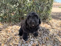 Harriet , a female Cavapoo and Poodle - Miniature  for sale in Scottsdale, AZ – 1 of 7