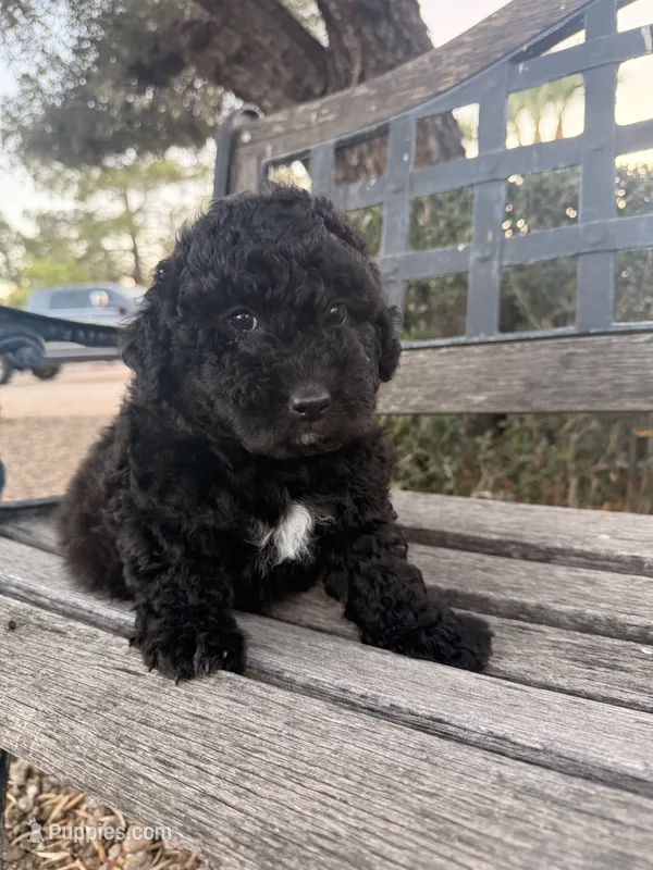 Ceaser  – Cavapoo, Poodle - Miniature  puppy for sale in Scottsdale, AZ