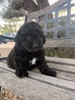 Ceaser , a male Cavapoo and Poodle - Miniature  for sale in Scottsdale, AZ – 1 of 5