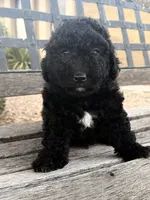 Ceaser , a male Cavapoo and Poodle - Miniature  for sale in Scottsdale, AZ – 4 of 5