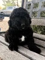 Ceaser , a male Cavapoo and Poodle - Miniature  for sale in Scottsdale, AZ – 3 of 5