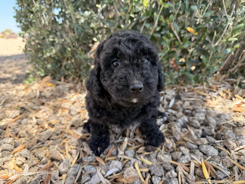 Harriet  – Cavapoo, Poodle - Miniature  puppy for sale in Scottsdale, AZ