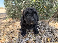 Harriet , a female Cavapoo and Poodle - Miniature  for sale in Scottsdale, AZ – 5 of 7
