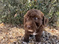 Oak , a female Cavapoo and Poodle - Miniature  for sale in Scottsdale, AZ – 6 of 9