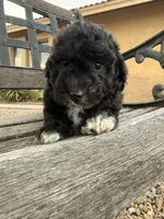 Claudia , a female Cavapoo and Poodle - Miniature  for sale in Scottsdale, AZ – 2 of 5