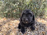 Harriet , a female Cavapoo and Poodle - Miniature  for sale in Scottsdale, AZ – 2 of 7