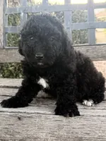 Ceaser , a male Cavapoo and Poodle - Miniature  for sale in Scottsdale, AZ – 2 of 5