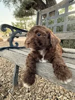 Oak , a female Cavapoo and Poodle - Miniature  for sale in Scottsdale, AZ – 5 of 9