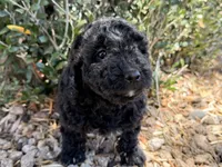 Harriet , a female Cavapoo and Poodle - Miniature  for sale in Scottsdale, AZ – 6 of 7