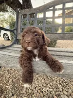 Oak , a female Cavapoo and Poodle - Miniature  for sale in Scottsdale, AZ – 2 of 9