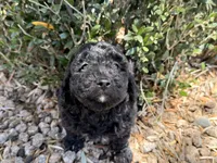 Harriet , a female Cavapoo and Poodle - Miniature  for sale in Scottsdale, AZ – 3 of 7