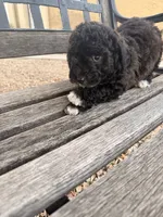 Claudia , a female Cavapoo and Poodle - Miniature  for sale in Scottsdale, AZ – 3 of 5