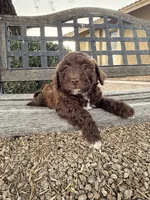 Oak , a female Cavapoo and Poodle - Miniature  for sale in Scottsdale, AZ – 3 of 9