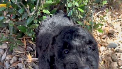 Harriet , a female Cavapoo and Poodle - Miniature  for sale in Scottsdale, AZ – 7 of 7