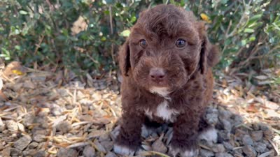 Oak , a female Cavapoo and Poodle - Miniature  for sale in Scottsdale, AZ – 4 of 9