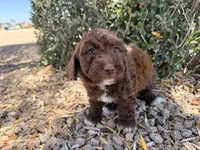 Oak , a female Cavapoo and Poodle - Miniature  for sale in Scottsdale, AZ – 8 of 9