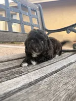Claudia , a female Cavapoo and Poodle - Miniature  for sale in Scottsdale, AZ – 4 of 5
