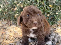 Oak , a female Cavapoo and Poodle - Miniature  for sale in Scottsdale, AZ – 1 of 9