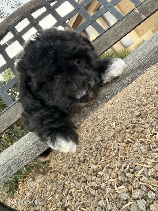 Claudia  – Cavapoo, Poodle - Miniature  puppy for sale in Scottsdale, AZ