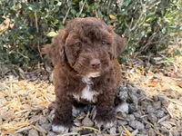 Oak , a female Cavapoo and Poodle - Miniature  for sale in Scottsdale, AZ – 7 of 9