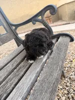 Claudia , a female Cavapoo and Poodle - Miniature  for sale in Scottsdale, AZ – 5 of 5