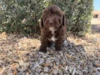 Oak , a female Cavapoo and Poodle - Miniature  for sale in Scottsdale, AZ – 9 of 9