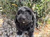 Harriet , a female Cavapoo and Poodle - Miniature  for sale in Scottsdale, AZ – 4 of 7