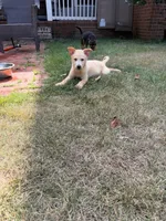 Loretta Lynn, a female German Shepherd Dog for sale in Fayetteville, GA – 8 of 8