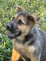 Alice, a female German Shepherd Dog for sale in Fayetteville, GA – 3 of 7