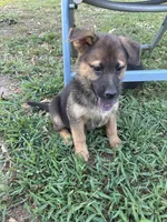 Bobby, a male German Shepherd Dog for sale in Fayetteville, GA – 2 of 7