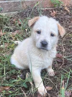Brady, a male German Shepherd Dog for sale in Fayetteville, GA – 4 of 4