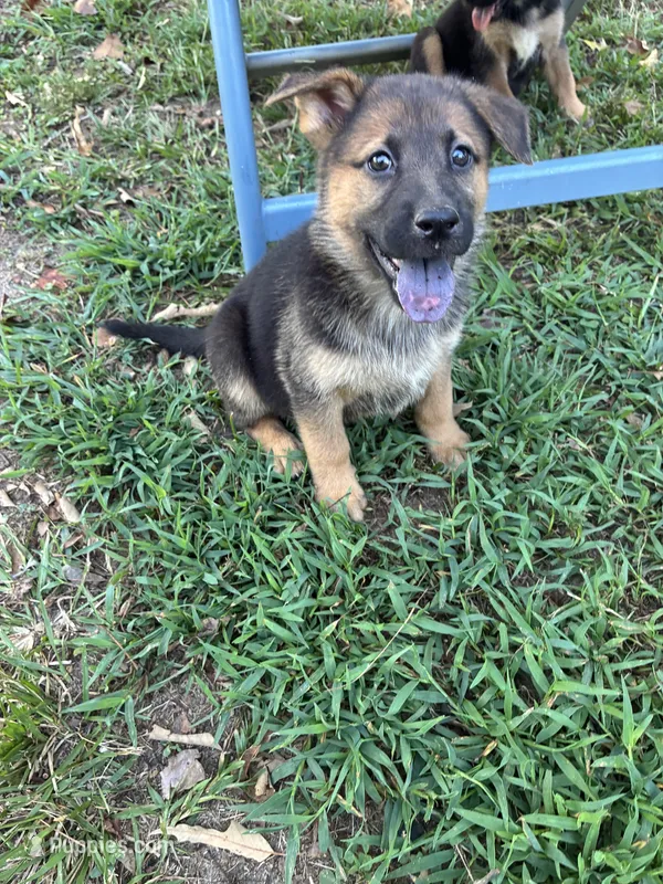 Bobby – German Shepherd Dog puppy for sale in Fayetteville, GA