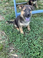 Bobby, a male German Shepherd Dog for sale in Fayetteville, GA – 1 of 7