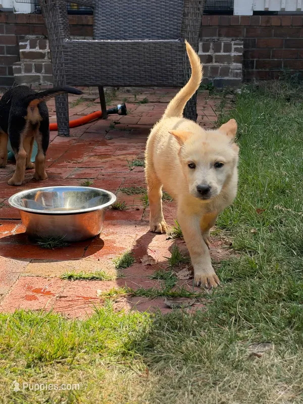 Loretta Lynn – German Shepherd Dog puppy for sale in Fayetteville, GA