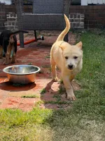 Loretta Lynn, a female German Shepherd Dog for sale in Fayetteville, GA – 1 of 8