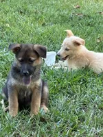 Marsha, a female German Shepherd Dog for sale in Fayetteville, GA – 3 of 5