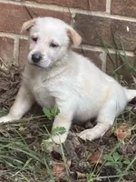 Brady, a male German Shepherd Dog for sale in Fayetteville, GA – 2 of 4