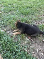 Bobby, a male German Shepherd Dog for sale in Fayetteville, GA – 4 of 7