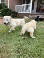 Marsha, a female German Shepherd Dog for sale in Fayetteville, GA – 5 of 5
