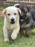 Marsha, a female German Shepherd Dog for sale in Fayetteville, GA – 2 of 5