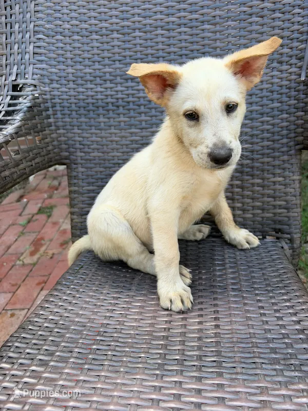 Kenny Rogers – German Shepherd Dog puppy for sale in Fayetteville, GA