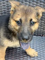 Dolly Parton , a female German Shepherd Dog for sale in Fayetteville, GA – 10 of 10